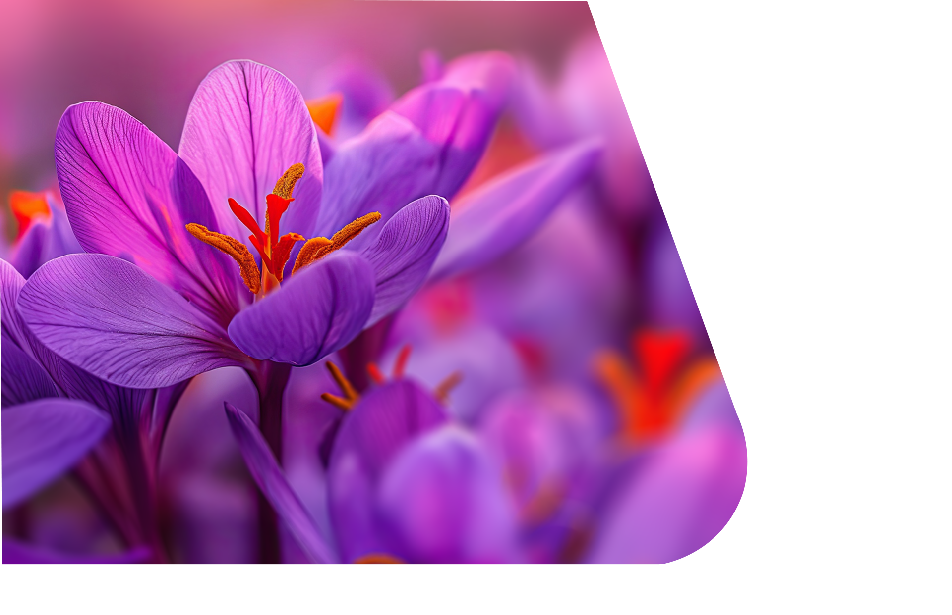 فروشگاه زرینو