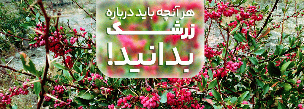 مقاله زرشک