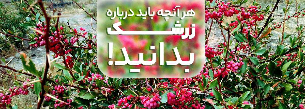 مقاله زرشک
